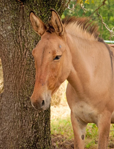 Prachtige dun mule — Stockfoto