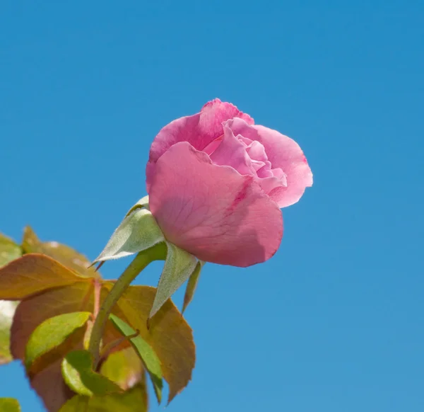 Hermosa rosa profunda contra el cielo azul claro —  Fotos de Stock