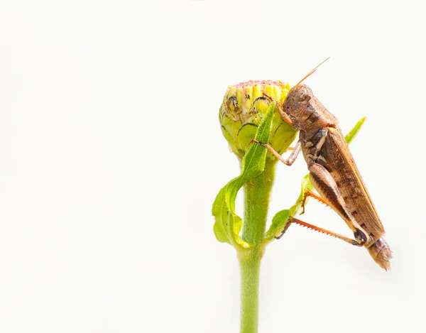 哎呦，不咬人 ！-蝗虫咬上一朵盛开的百日草 — 图库照片