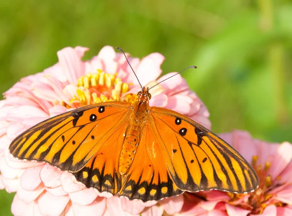 Vista dorsal de una mariposa fritillaria del Golfo — Foto de Stock