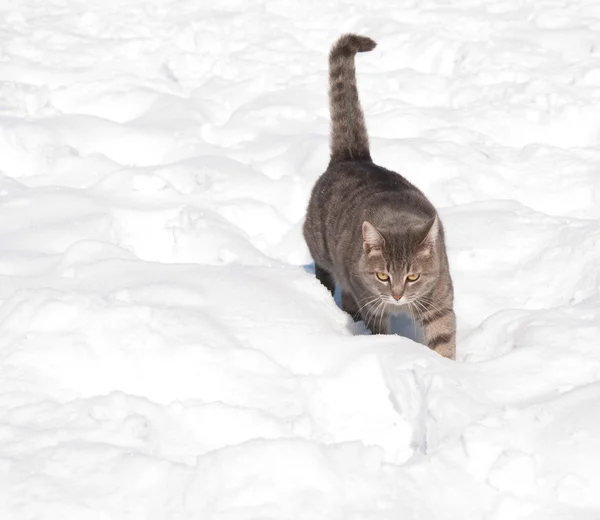 Vackra blå tabby katt gå i djup snö — Stockfoto