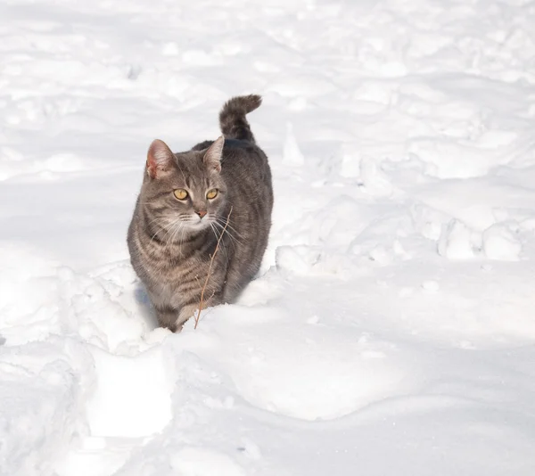 Chat bleu tabby dans la neige par une journée ensoleillée d'hiver — Photo