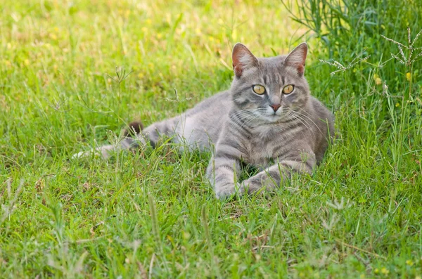 Красива блакитна кішка таббі в зеленій траві — стокове фото