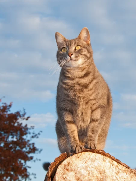 Vackra blå tabby kattunge katt stående på en stock — Stockfoto