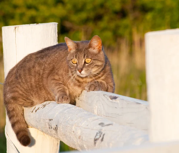 Gefleckte blau gestromte Katze auf einem Zaun, aufmerksam beobachtend — Stockfoto
