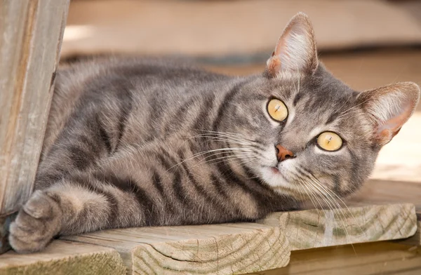Beautiful blue tabby cat with striking yellow eyes resting on porch — Stock Photo, Image