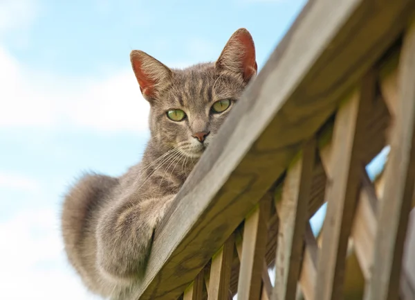 Blue tabby cat resting on porch railing — Stock Photo, Image