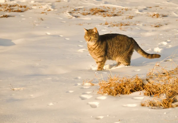 Karda mavi tekir kedi — Stok fotoğraf
