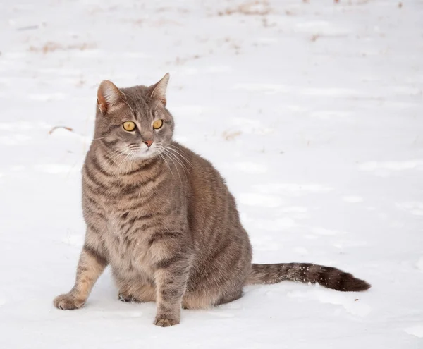 Azul gato tabby sentado na neve com um olhar alertado — Fotografia de Stock
