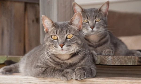 Дві милі блакитні таббі кішки відпочивають на ганку — стокове фото