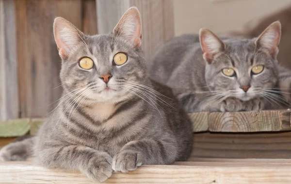 Дві милі блакитні таббі кошенята відпочивають на ганку — стокове фото