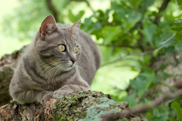 Плямистий синій таббі кіт на дереві — стокове фото