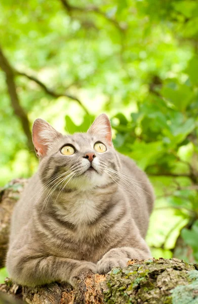 Spotted blue tabby cat looking intently at prey up in a tree