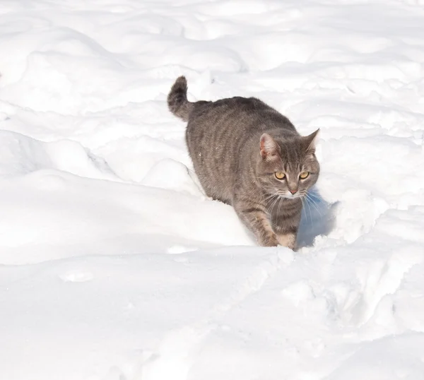 Gato tabby azul caminando en nieve profunda — Foto de Stock