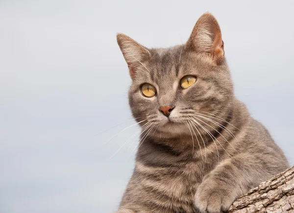 Schöne blau gestromte Katze ruht auf einem Baumstamm — Stockfoto