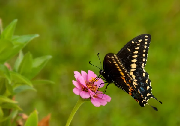 Papilio polyxasterius, восточно-чёрная ласточкина бабочка — стоковое фото