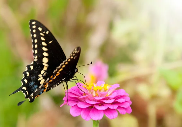 Borboleta da cauda da andorinha preta oriental, Papilio polyxenes asterius — Fotografia de Stock
