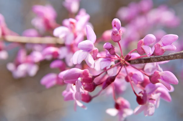 Zbliżenie wschodniej Judaszowiec kanadyjski kwiaty w rozkwicie — Zdjęcie stockowe