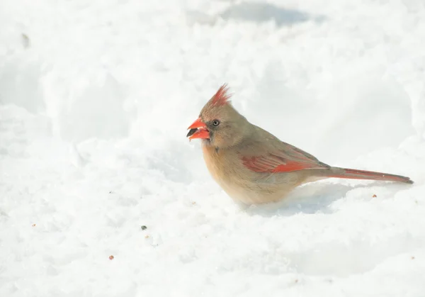 Weibchen nördlicher Kardinal schält Sonnenblumenkerne im Schnee — Stockfoto