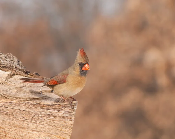 Female Northern cardinal on a log eating bird seed — Stock Photo, Image