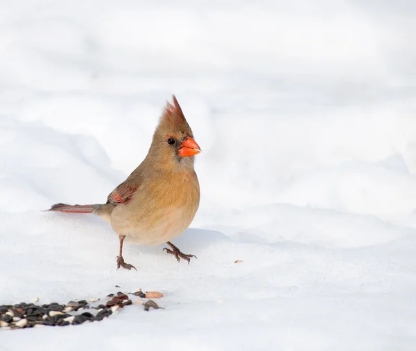 Hermosa hembra cardenal del norte comiendo semillas — Foto de Stock
