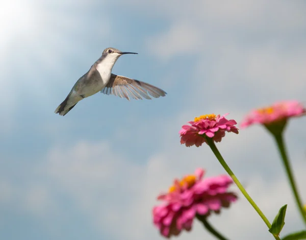 Piękne kobiece ruby - throated hummingbird przygotowuje się do paszy — Zdjęcie stockowe
