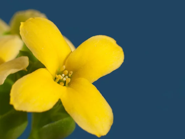 Görüntüyü bir küçük, narin parlak sarı flaming katy çiçek — Stok fotoğraf