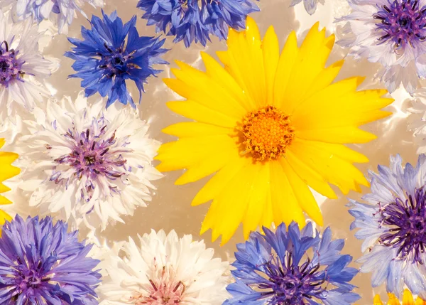 Abstraktes Hintergrundbild von Blumen, die im flachen Wasser treiben — Stockfoto