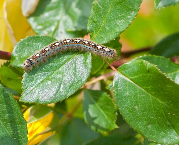 Erdő sátor caterpillar — Stock Fotó