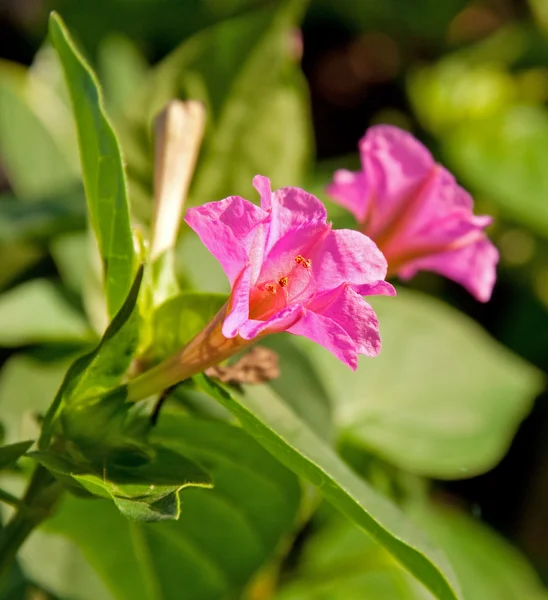 Schöne, zarte kleine Vier-Uhr-Blume — Stockfoto