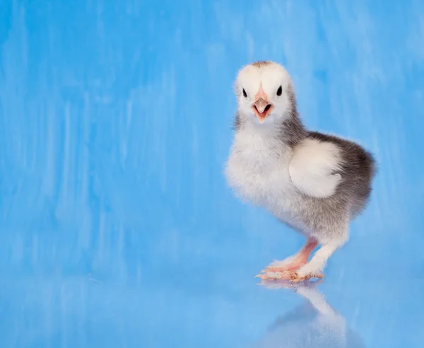 Twee toned Pasen chick tegen blauw geschilderde achtergrond — Stockfoto