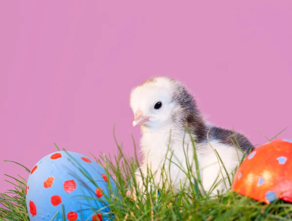 Velikonoční kuře s rukou malované kraslice — Stock fotografie