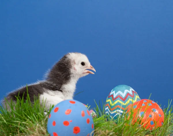 Cute bi-colored Easter chick in grass — Stock Photo, Image