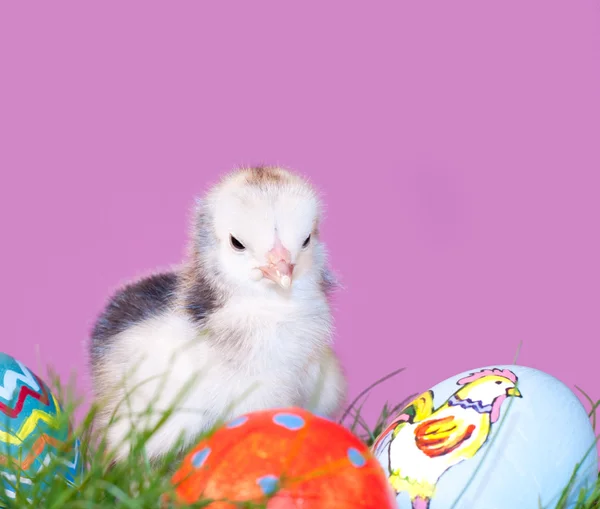 Urocza mała Wielkanoc chick wznosi się obok kolorowych pisanek — Zdjęcie stockowe