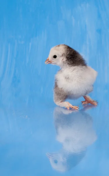 Pasen chick tegen blauw geschilderde achtergrond met volledige reflectie — Stockfoto