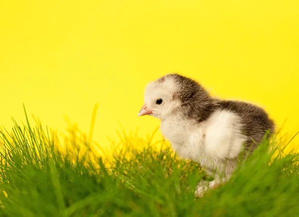 Schattig grijze en witte Pasen chick in gras tegen gele achtergrond — Stockfoto