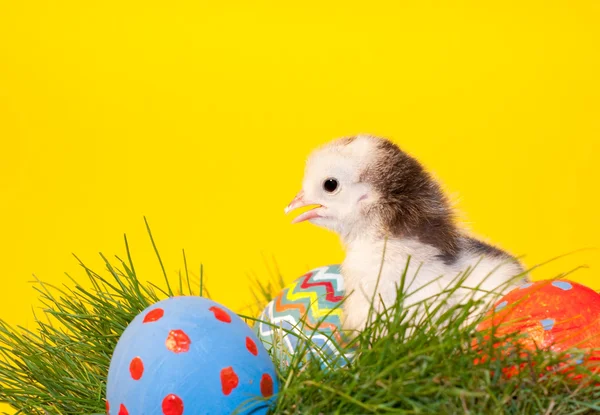 Adorable polluelo de Pascua en la hierba — Foto de Stock