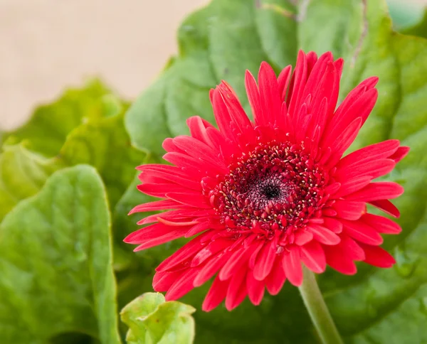 Bright red Gerbera Daisy after rain with water — Stock Photo, Image