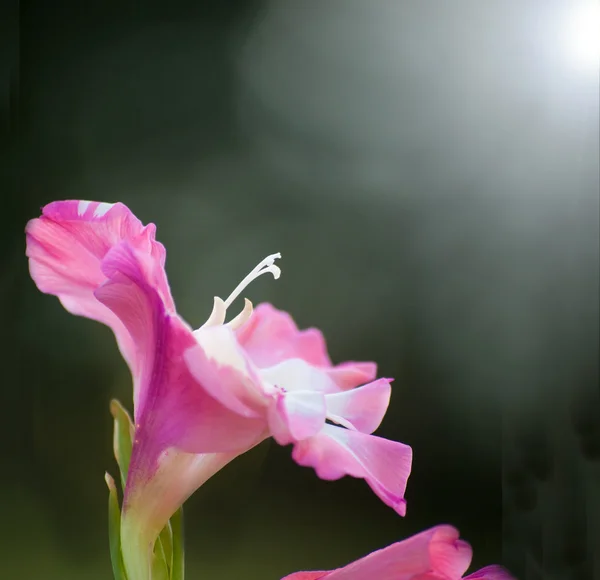 Rosa bi-färgad gladiolus — Stockfoto