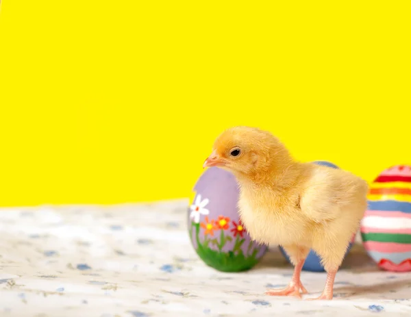 Amarillo pollito de Pascua con huevos coloridos —  Fotos de Stock