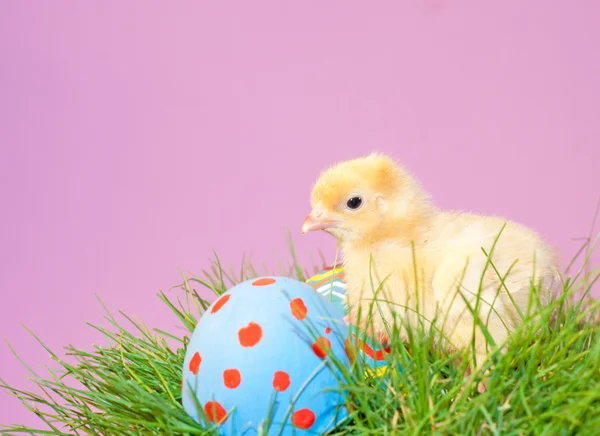 Крошечный золотистый пасхальный цыпленок в траве с разноцветными пасхальными яйцами — стоковое фото