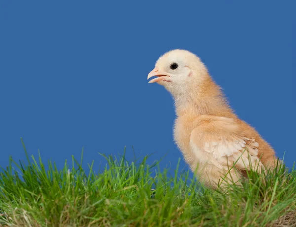 Gouden gekleurde Pasen chick in voorjaar gras — Stockfoto