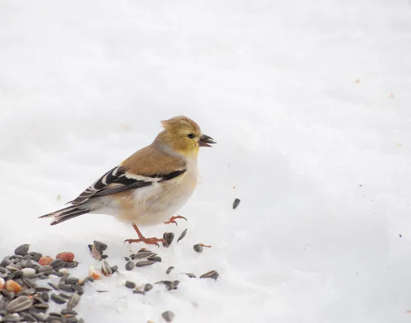 Gyönyörű amerikai goldfinch peeling a napraforgó — Stock Fotó
