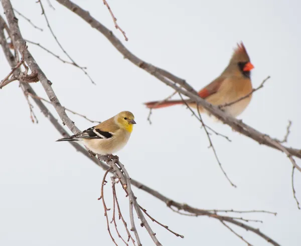 American Goldfinch, Spinus tristis, em sua plumagem de inverno — Fotografia de Stock
