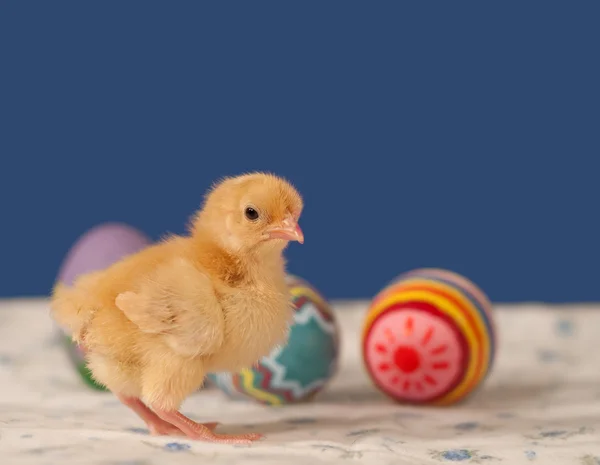 Zlaté barevné velikonoční kuřátko — Stock fotografie