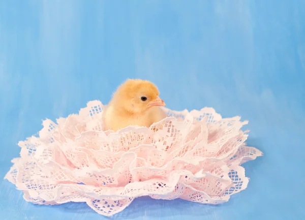 Gouden gekleurde Pasen chick genest in roze kant tegen blauwe achtergrond — Stockfoto