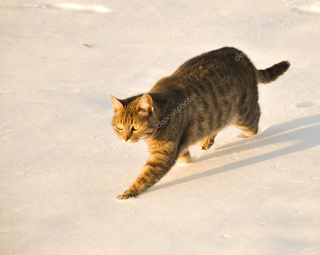 Blue tabby cat walking in snow — Stock Photo © okiepony #5559433