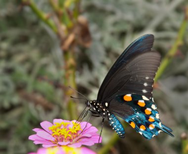 Green Swallowtail Butterfly on light pink Zinnia clipart