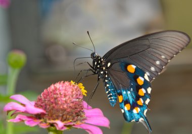 Green Swallowtail Butterfly on pink Zinnia clipart