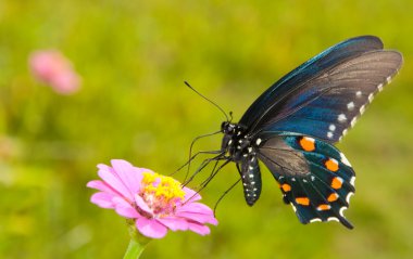 Gulf Fritillary butterfly on a pink Zinnia clipart